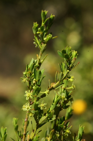 Phylanthus striaticaulus